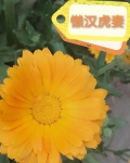 懒汉虎妻